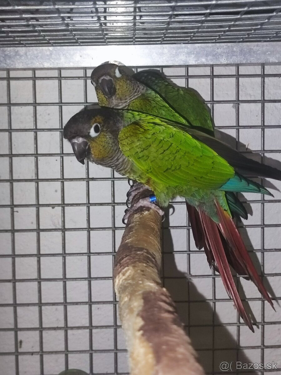 Pyrura modrobrady