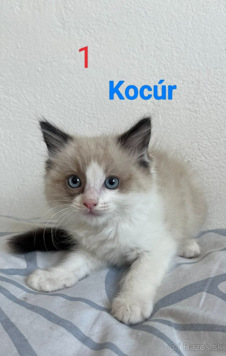 Ragdoll mačiatka