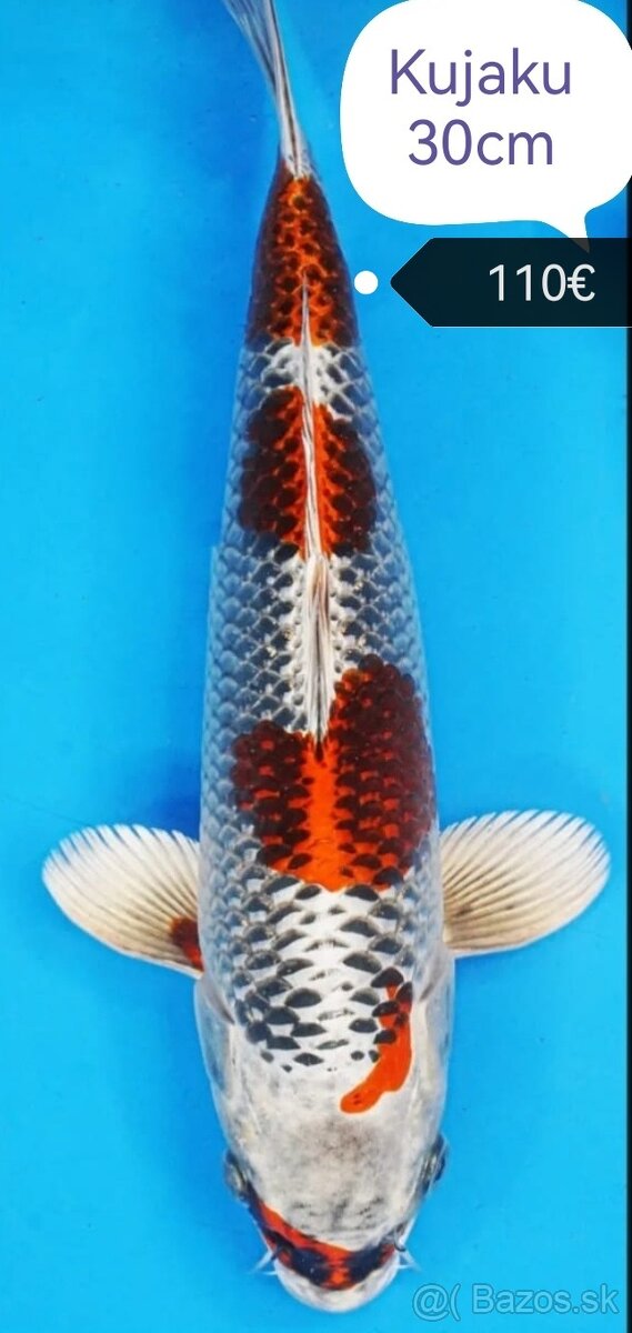 Koi kapre