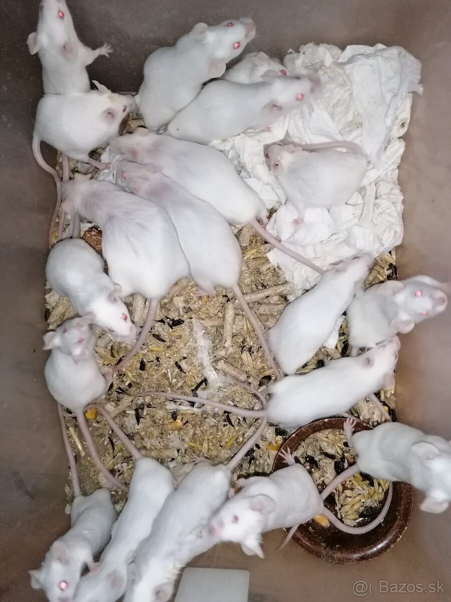 Laboratórne Myši