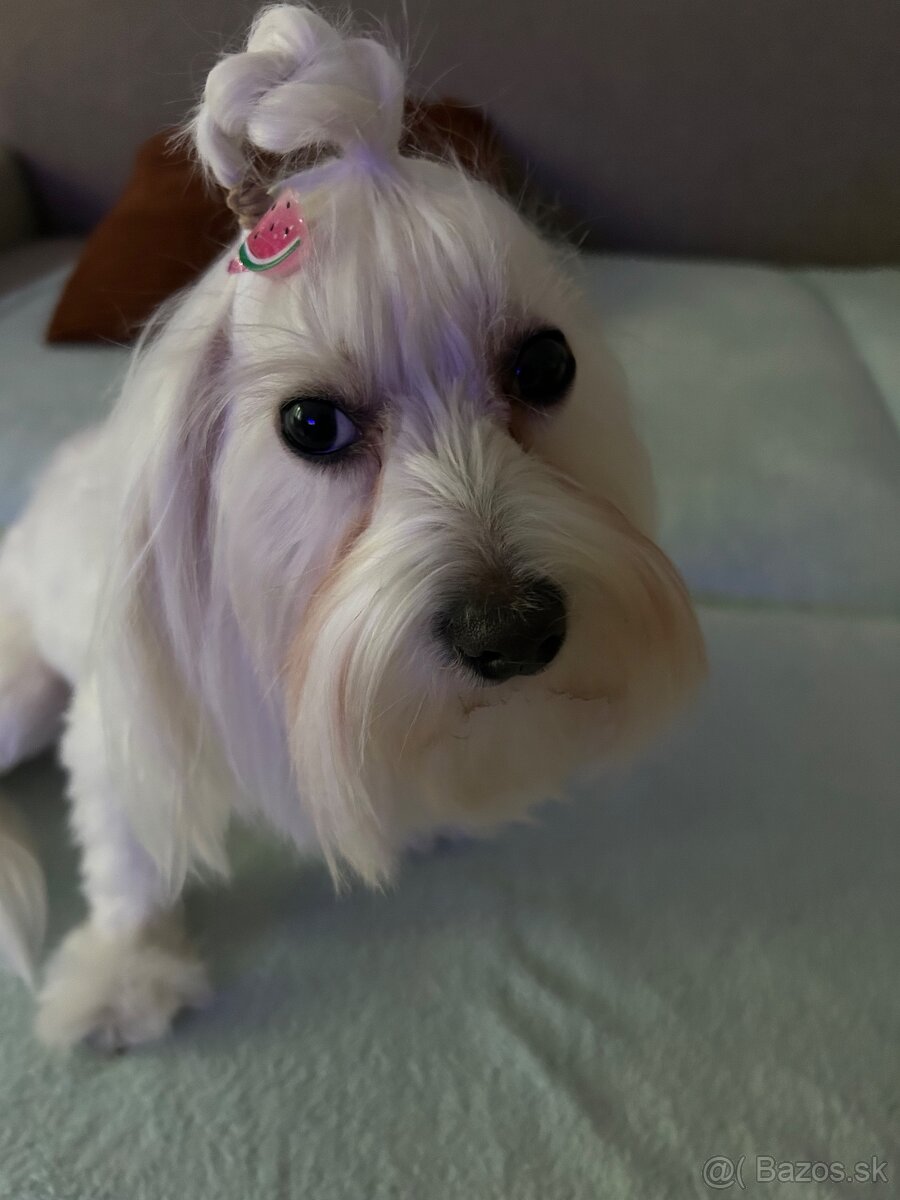 Maltezak