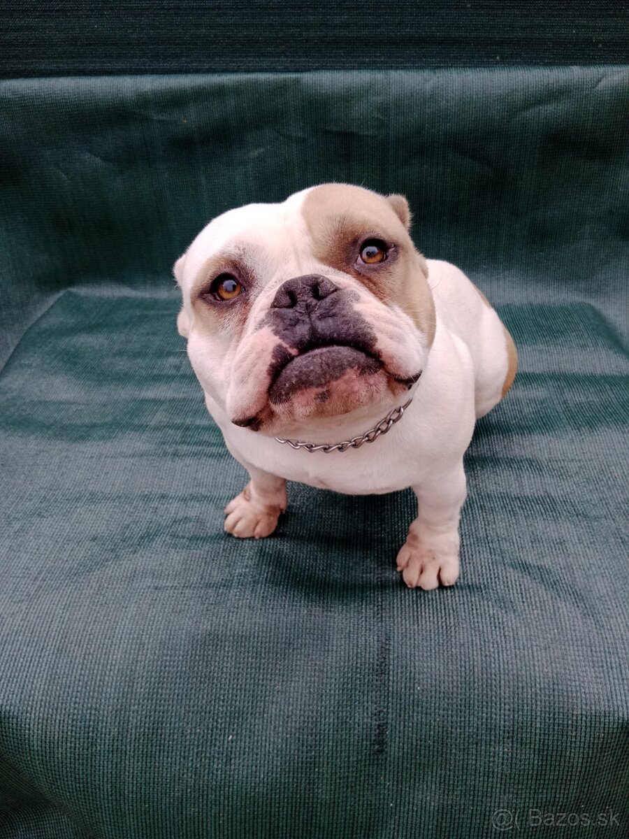 American bully