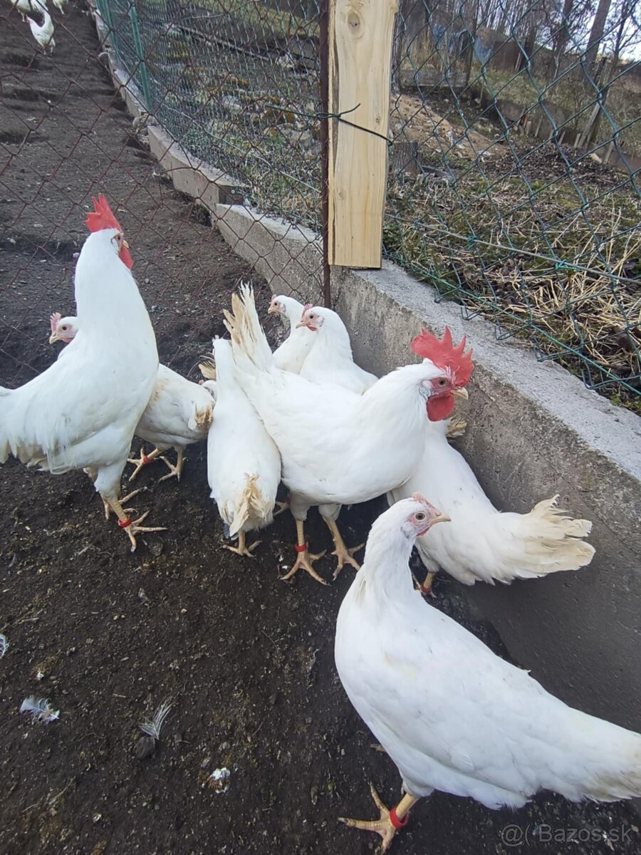 Leghorn