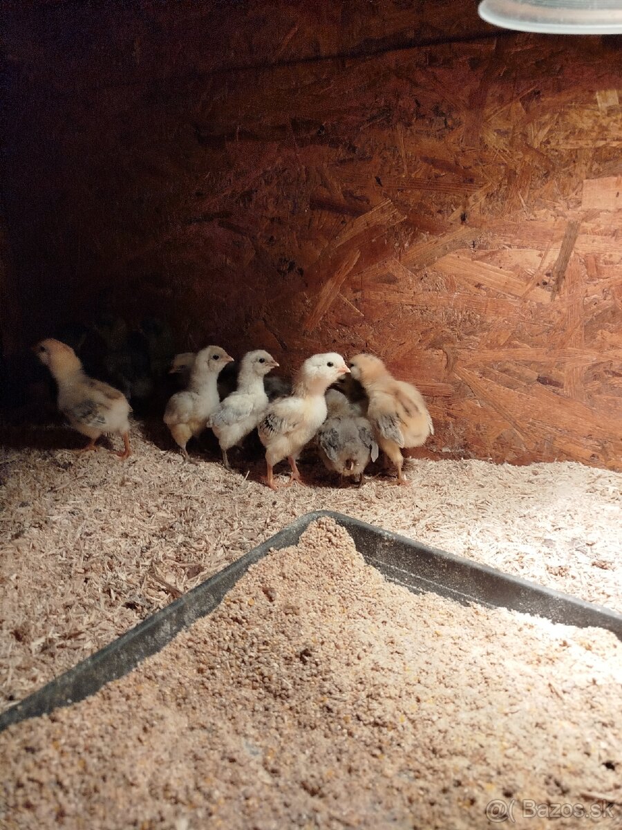 Araucana kuriatka