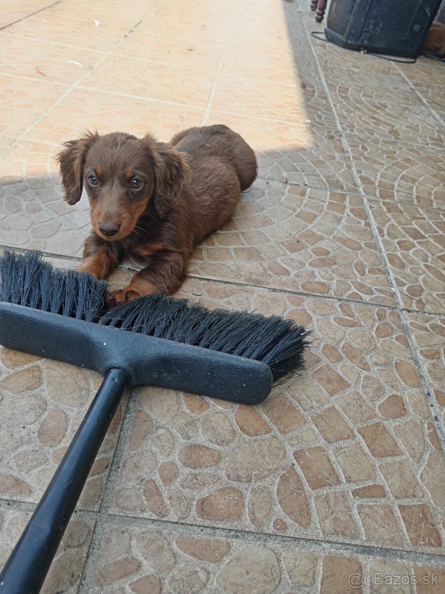 Coko jazvecik