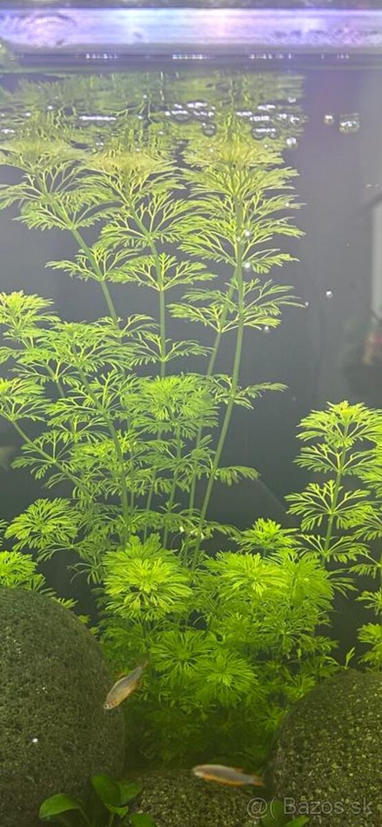 Akvarijné rastliny
