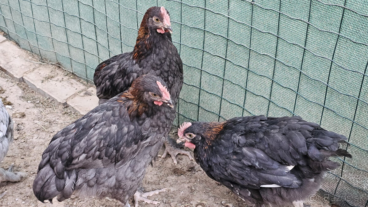 Marans medenokrke cierne a modre