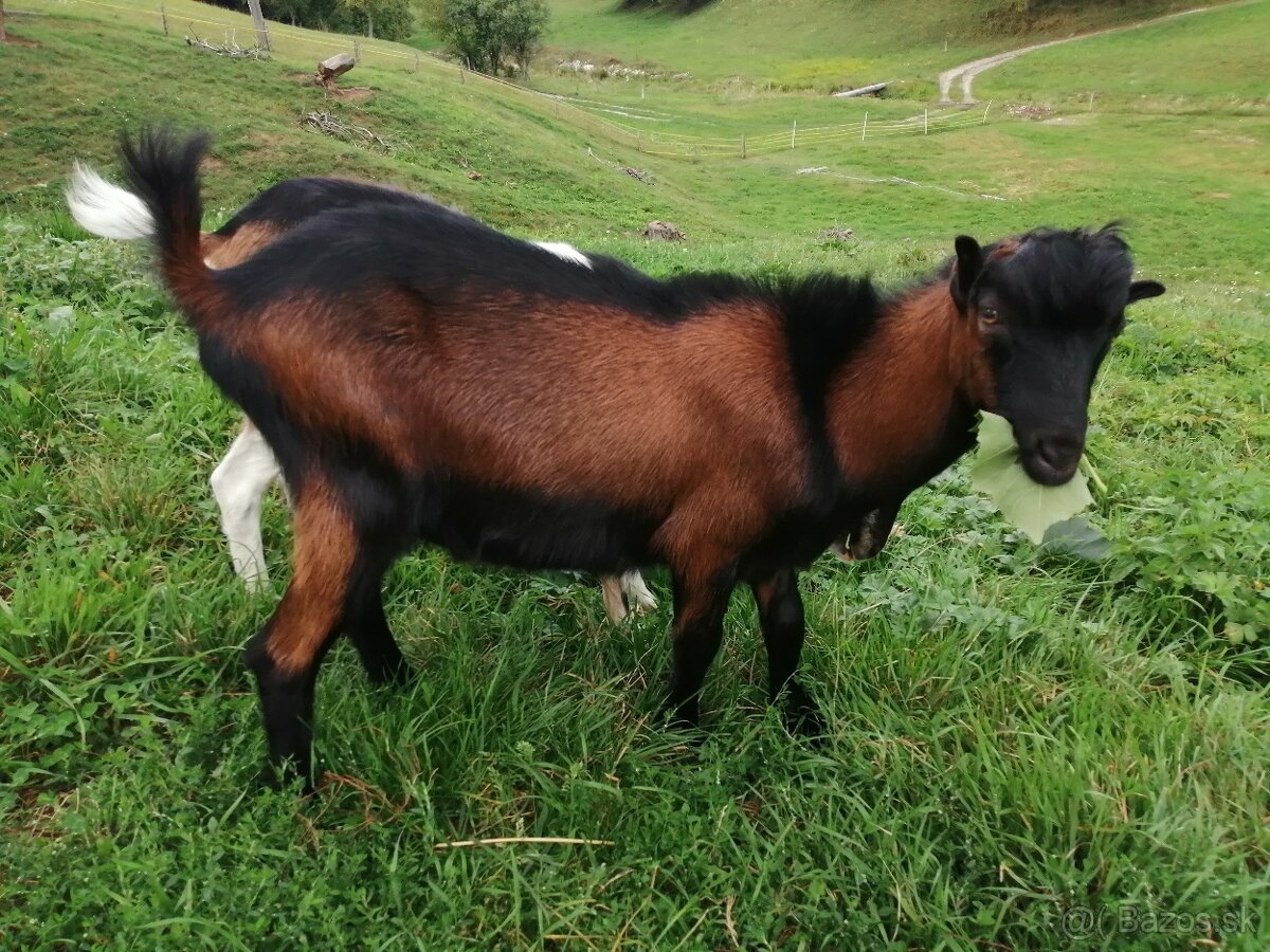 predám bezrohého capa lamancha