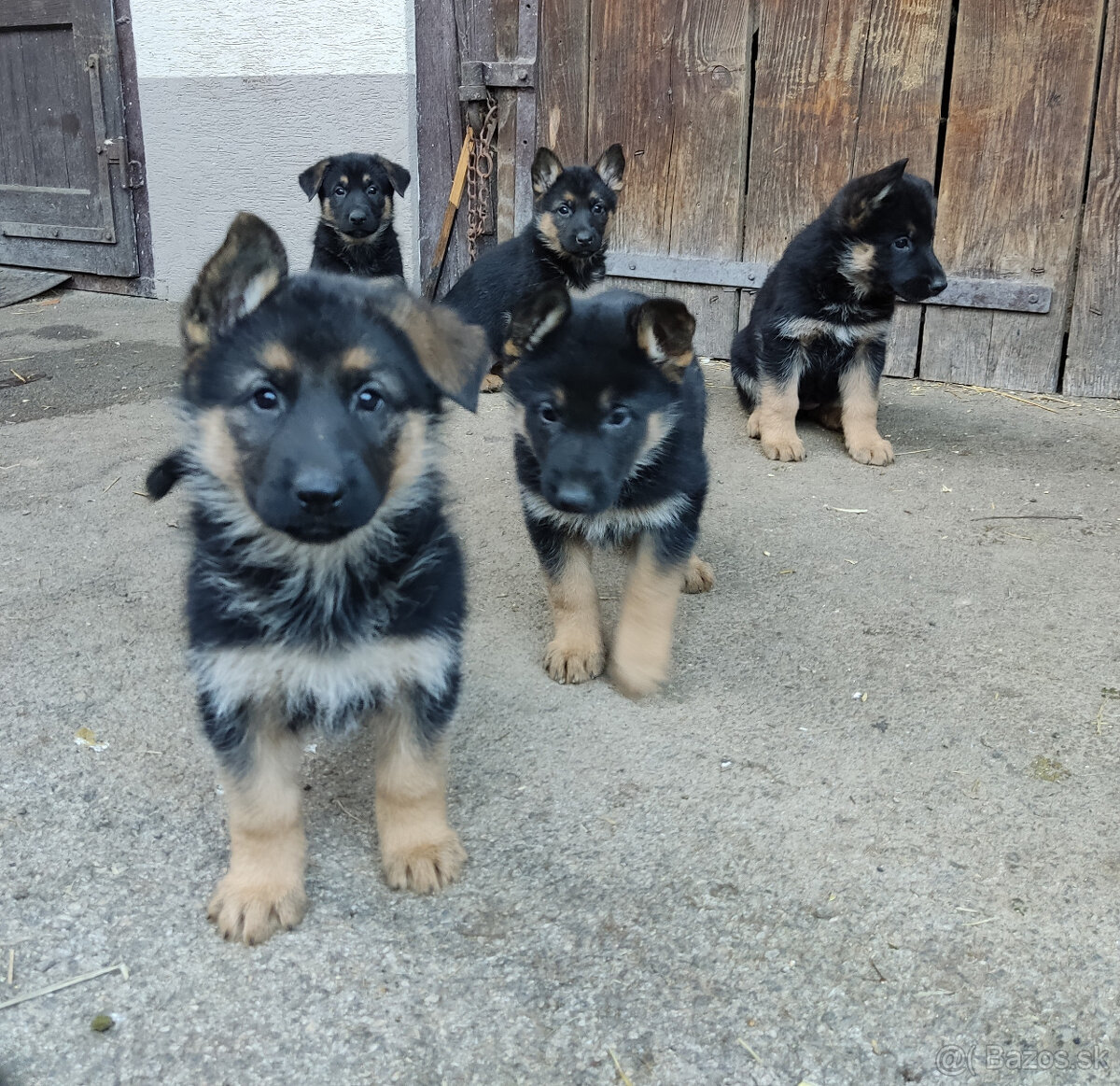 Predám - nemecký ovčiak šteniatka