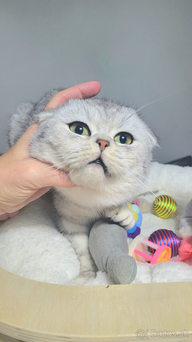 Škótske mačiatka s PP/F.TICA 15