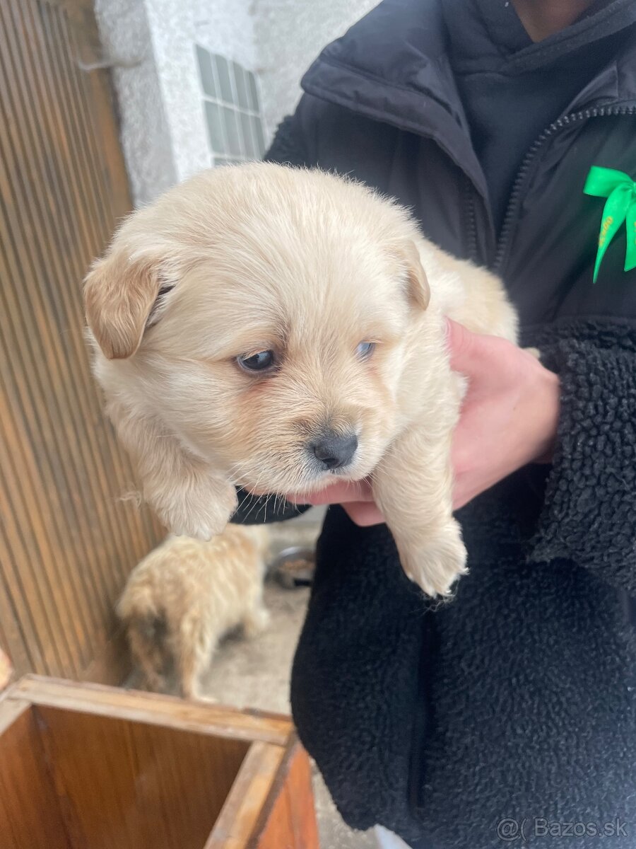 Darujem fuzača krížené neviem s čím