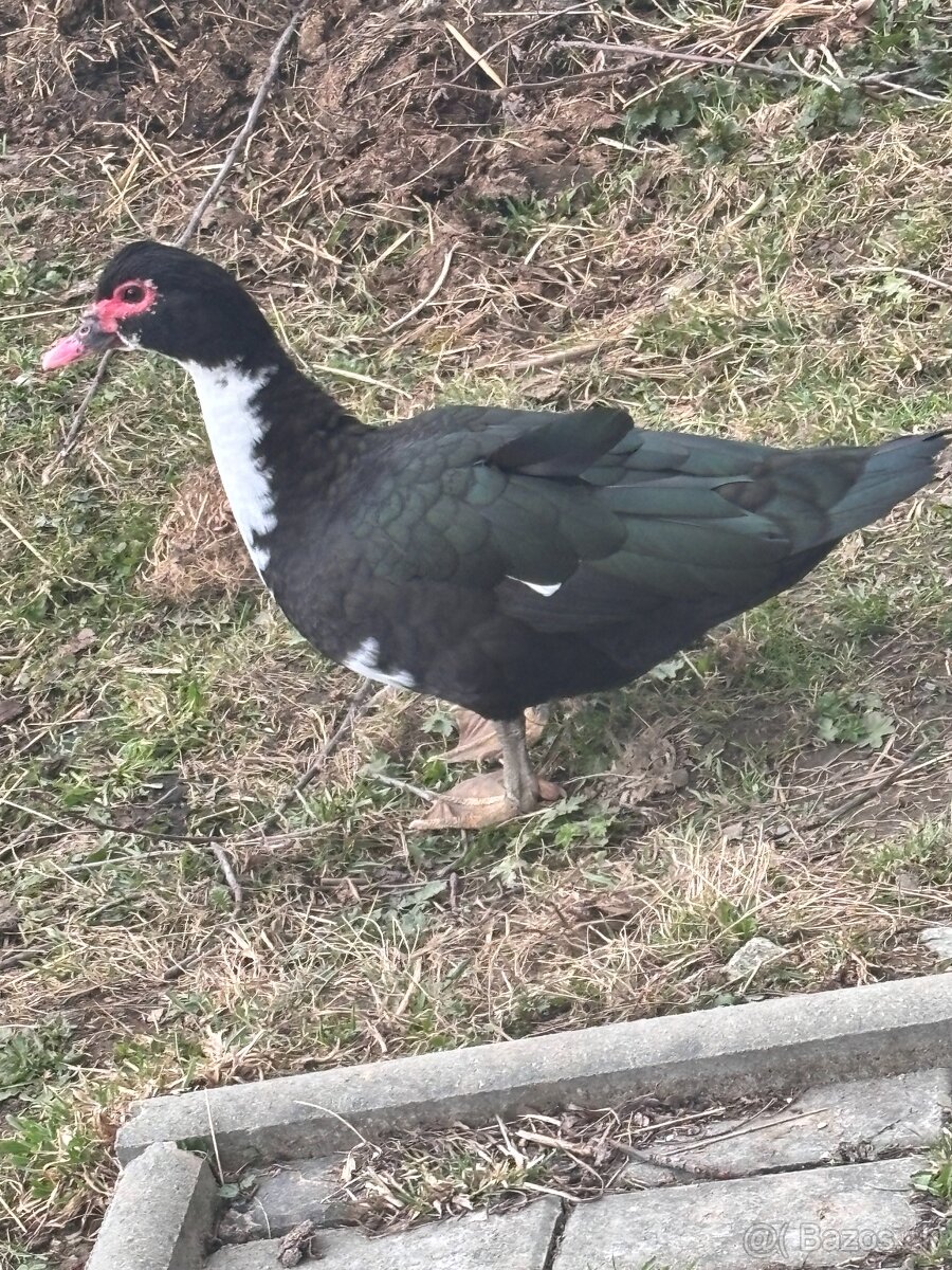 čínske kačky