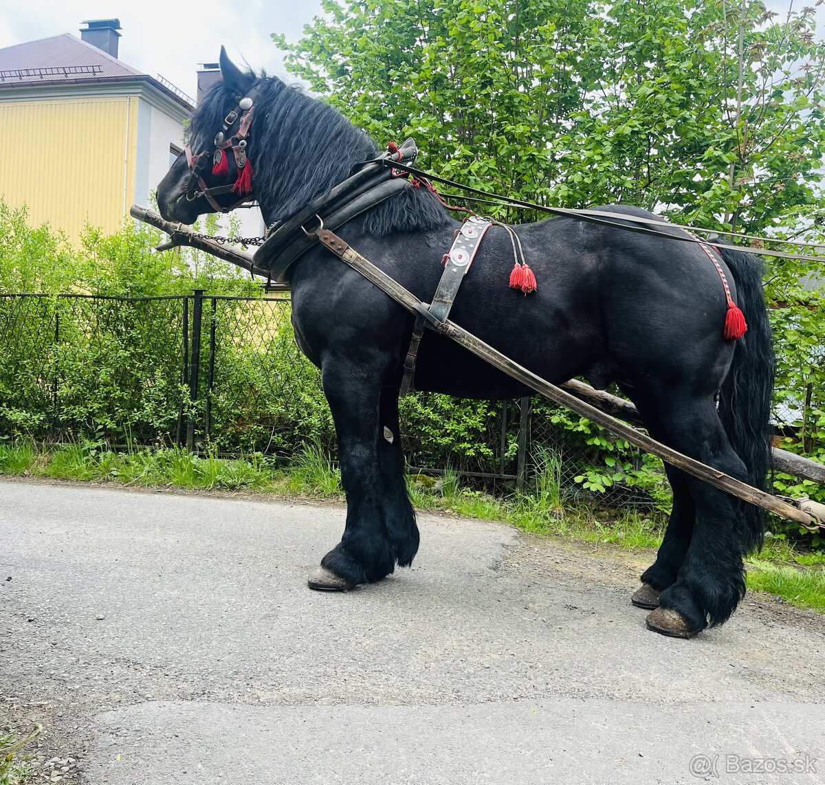 Kon žrebiec 6 rokow