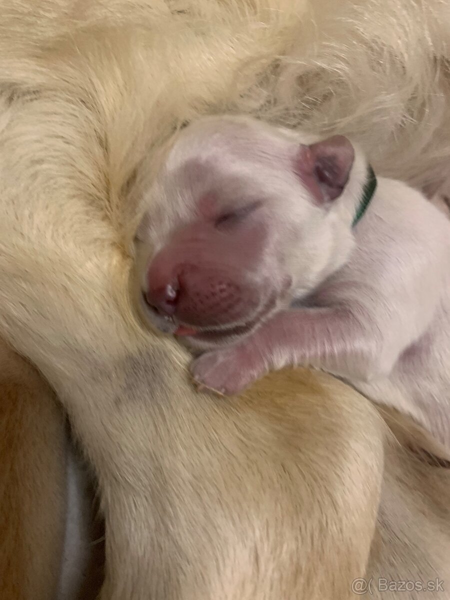 Golden retriever