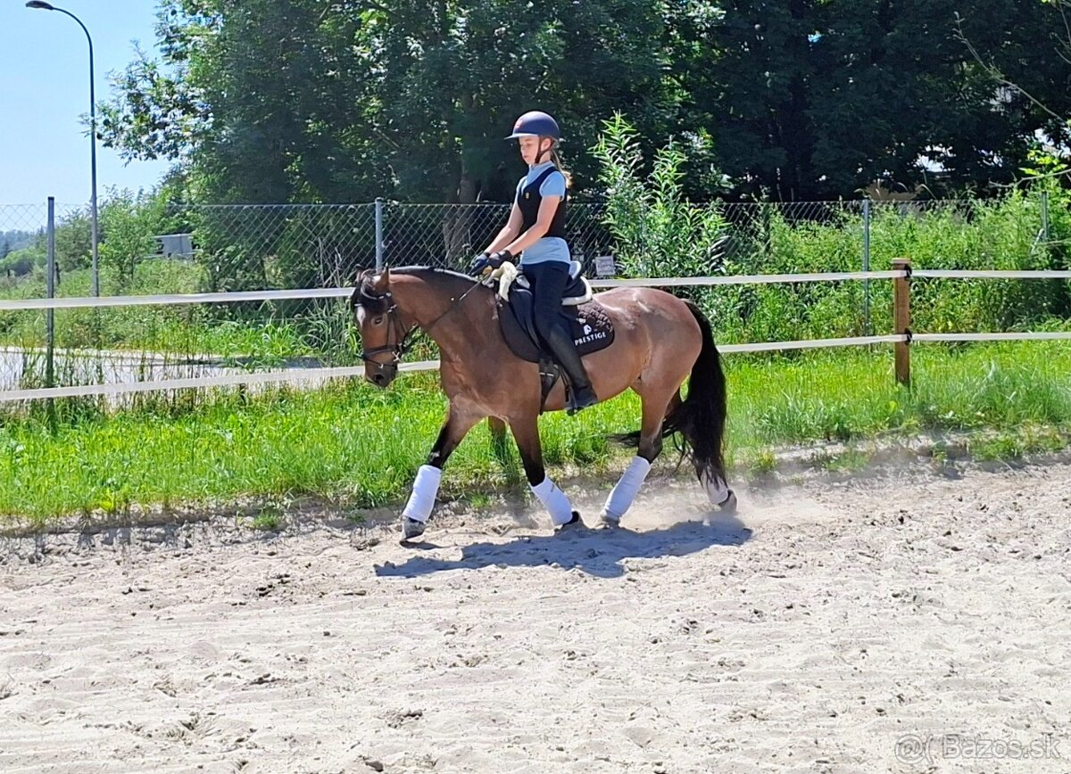 Šikovná drezurna welsh cob kobyla