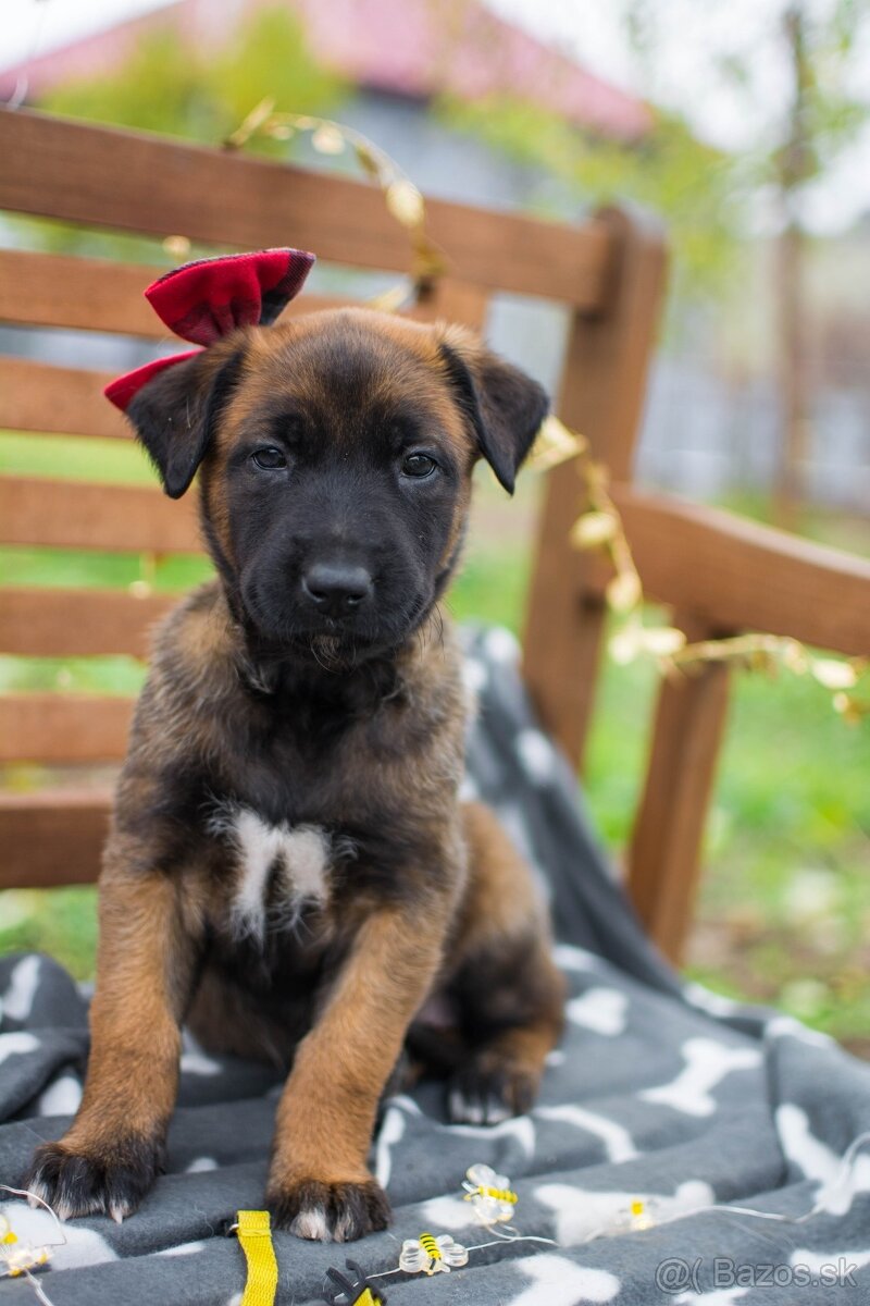 Šteniatka belgický ovčiak malinois s PP