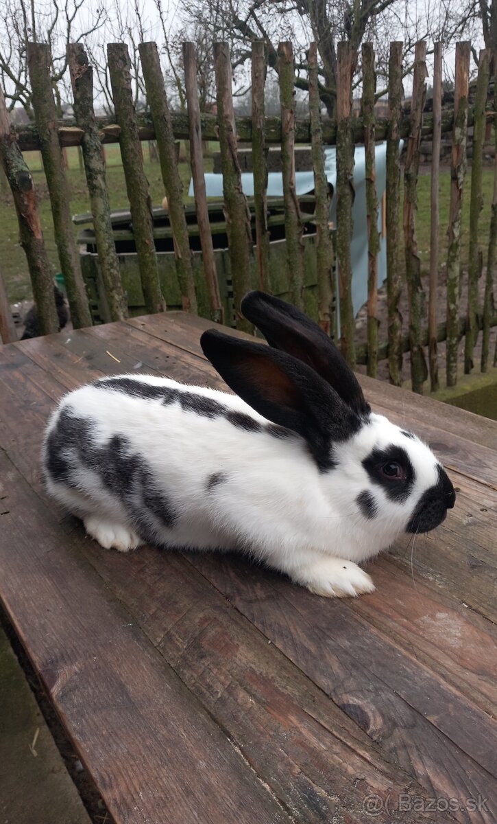 Predám králika - samičku