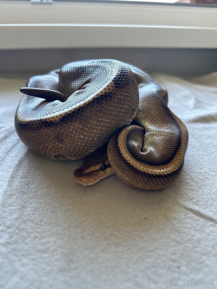 Pytón kráľovský | Python regius