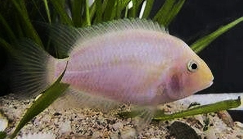 americke cichlidy 2