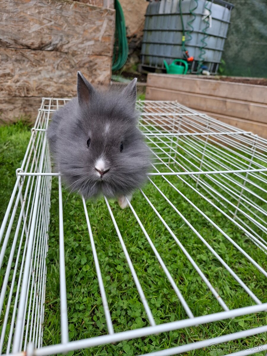 Zakrsly kralik