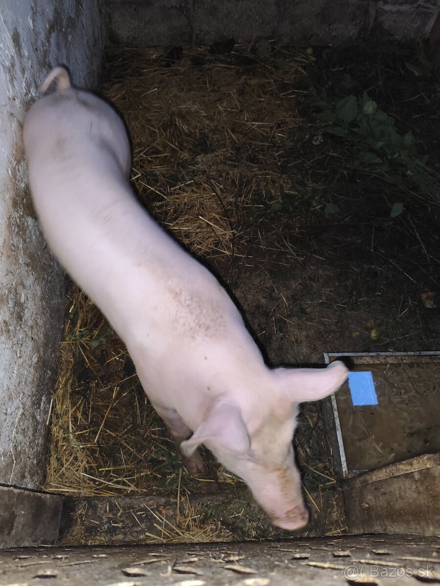 Predám