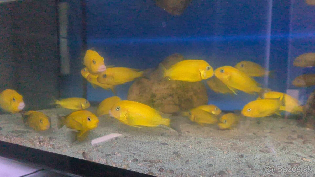 Tropheus kiriza gold