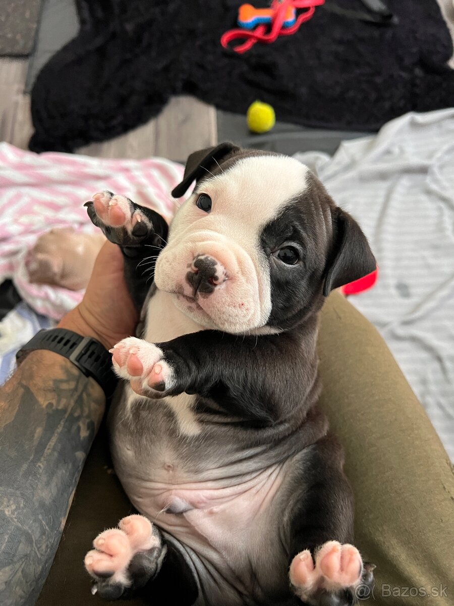 American Bully pocket