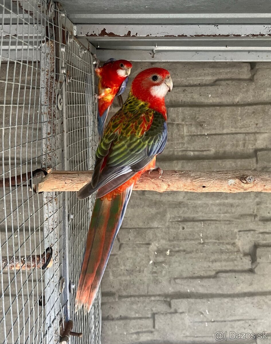 Rozela