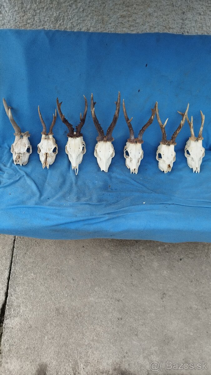 Predám srnčie trofeje parožie, zhody, srnčie.