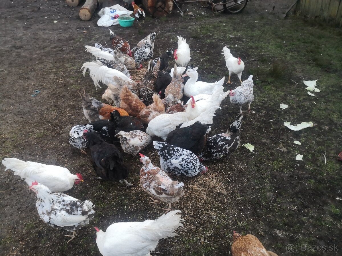 Kohút Leghorn