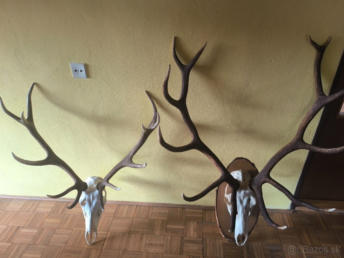 Jelenie a srnčie trofeje