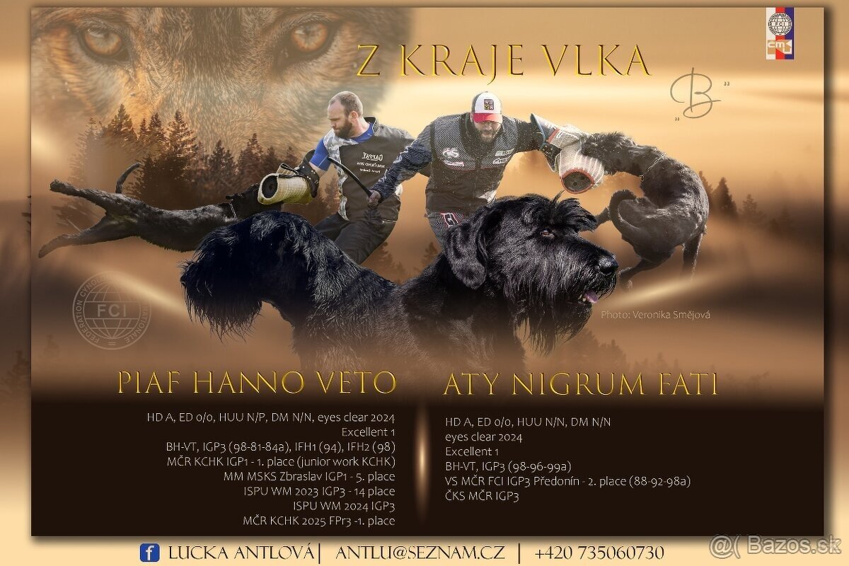 Knírač bradáč velký černý štěňátka s PP