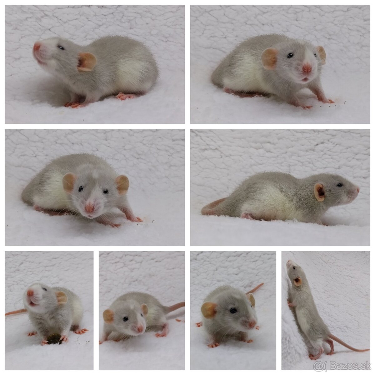 Potkan Potkany Potkaniky