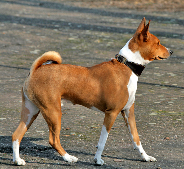 Kúpim psa Basenji