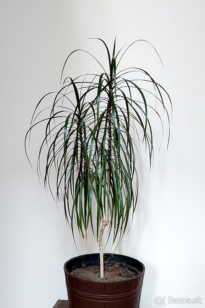 DRACENA.