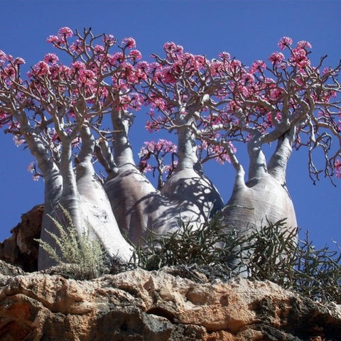 Púštna ruža - Adenium obesum bonsaj