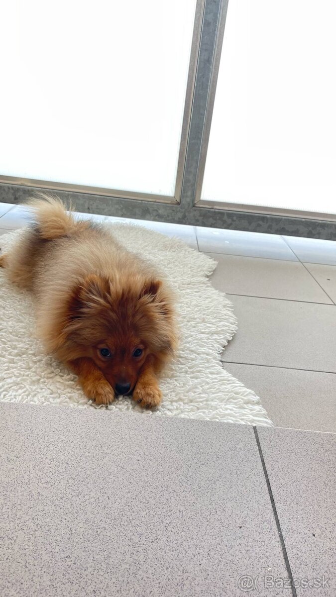 Pomeranian Psík