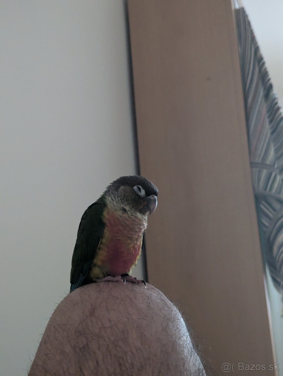 Papagaja
