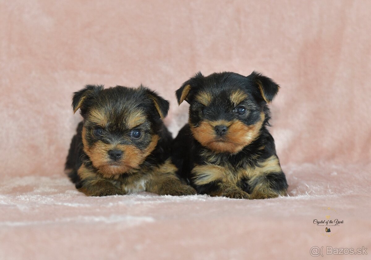 YORKSHIRE TERRIER s PP rodokmenom - yorkshirsky terier