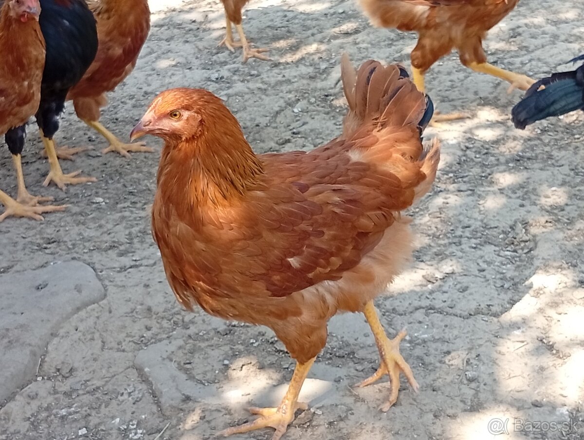 Hempšir