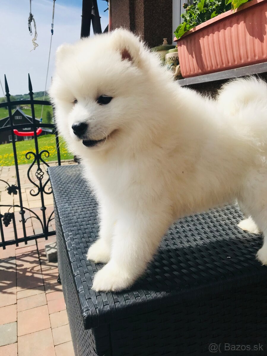 Samoyed