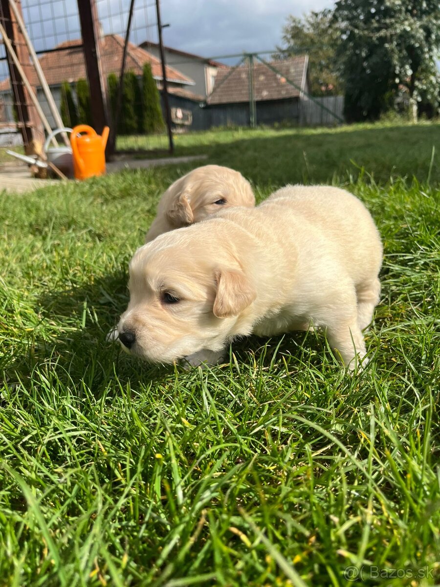 Zlatý retriever