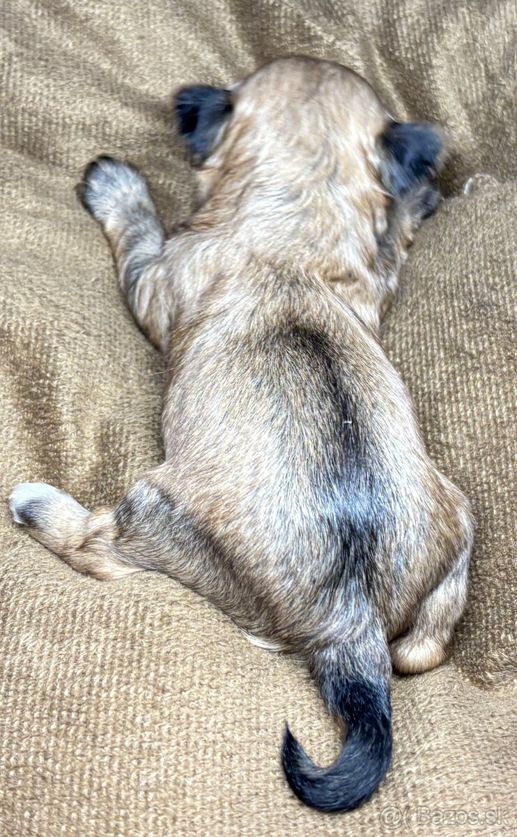 Yorkshire Terrier s PP