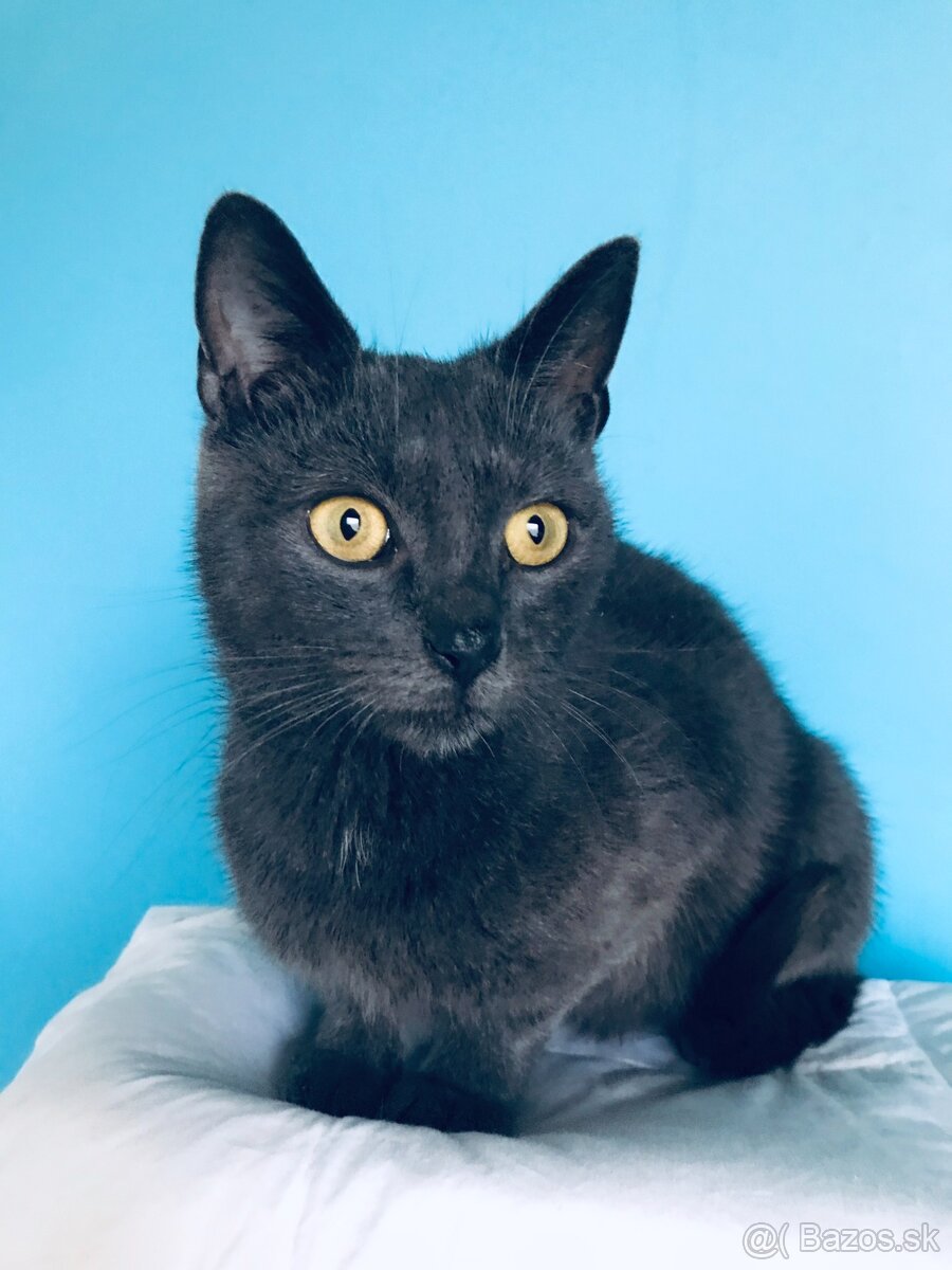 BIANCA SI HĽADÁ DOMOV VO VNÚTRI