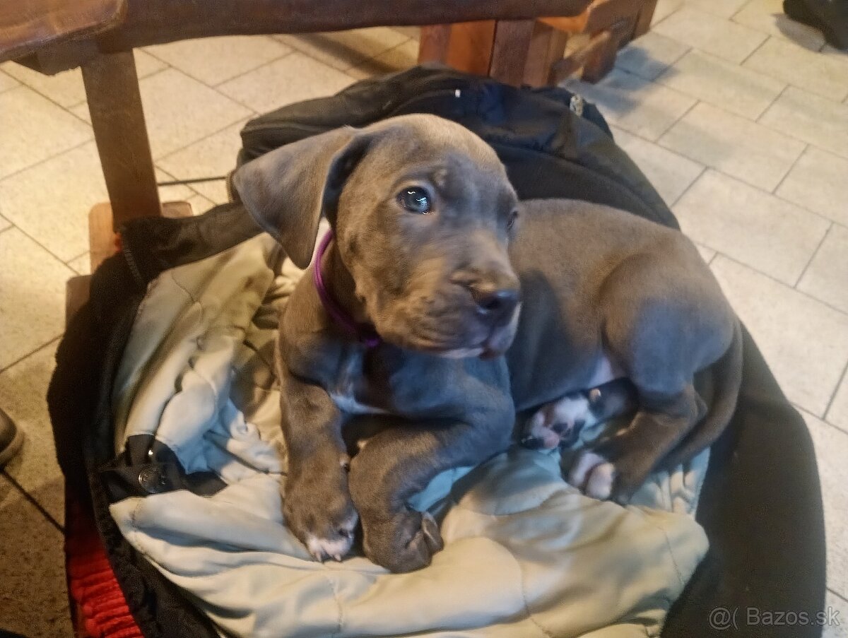 Cane Corso, Nemecka doga