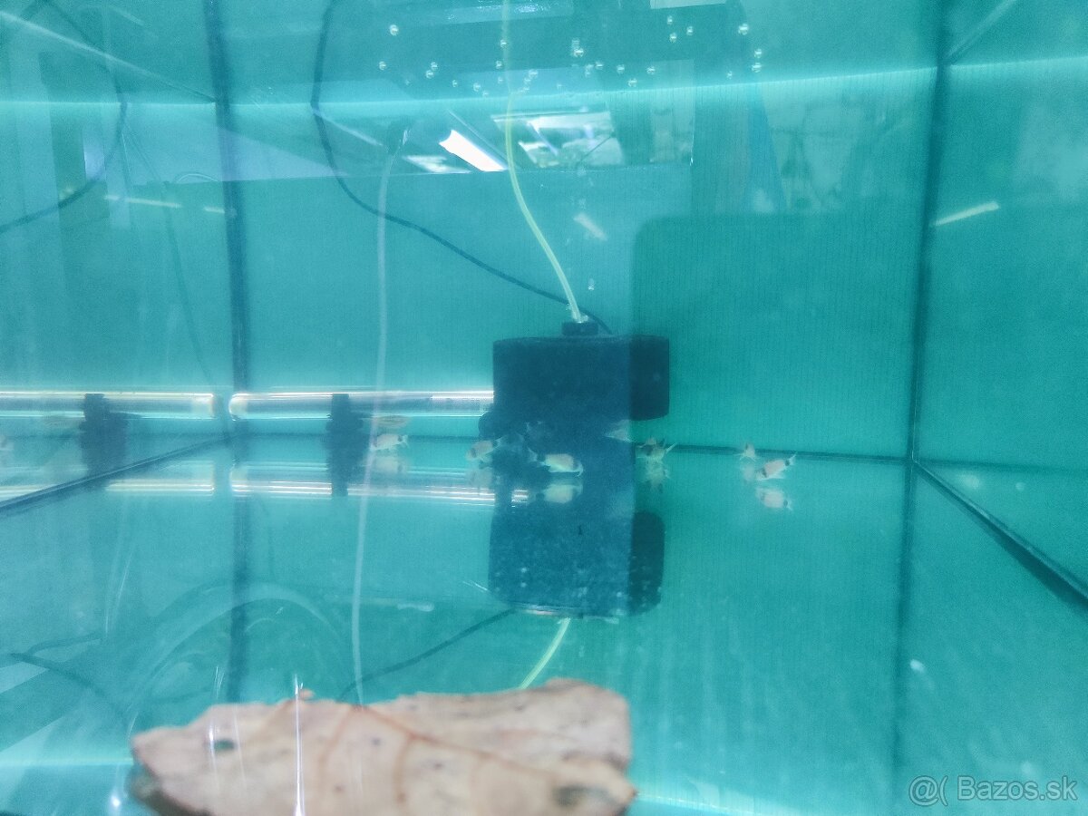 Predám mladú skupinku corydoras panda.