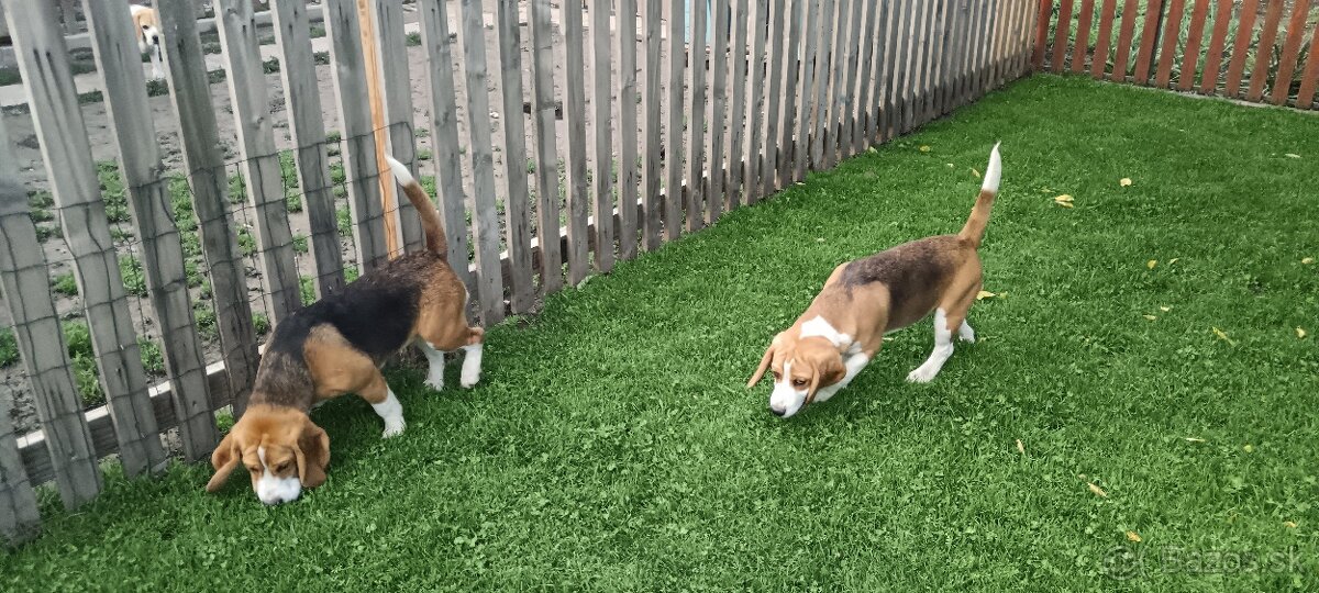 Beagle šteniatka s PP