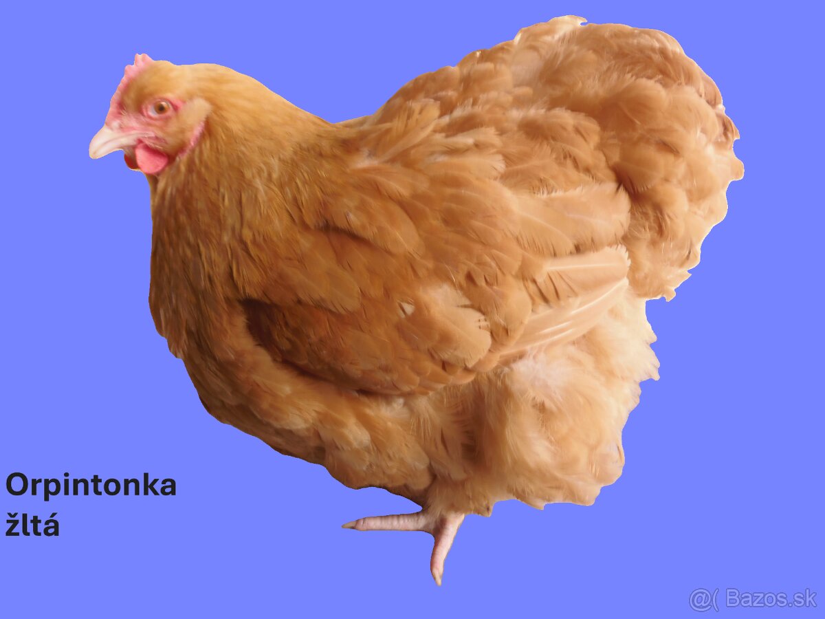 Orpintonka žltá