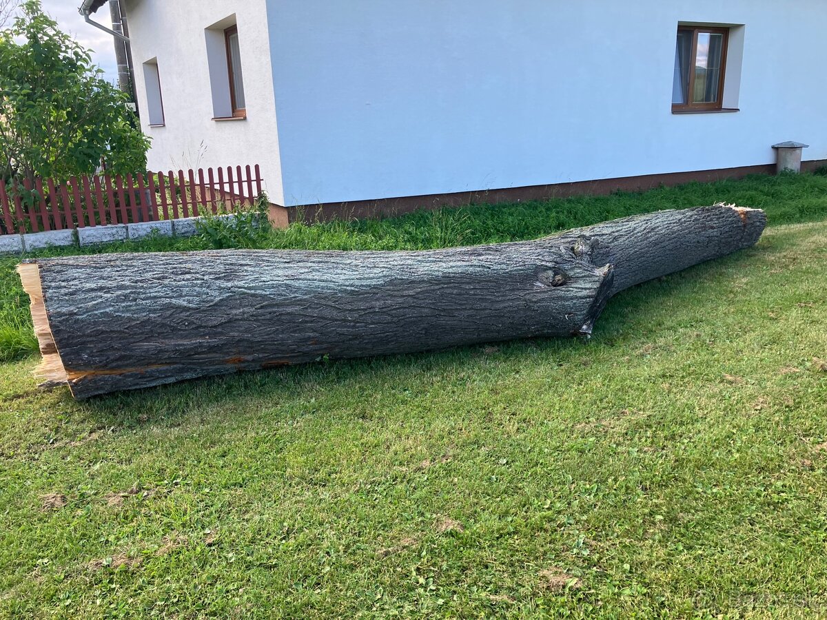 Predám kmeň lipa.