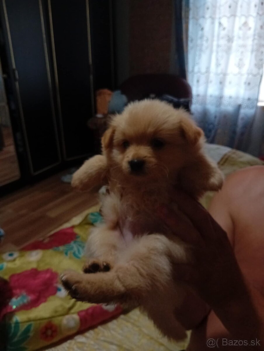 Pomerian spic